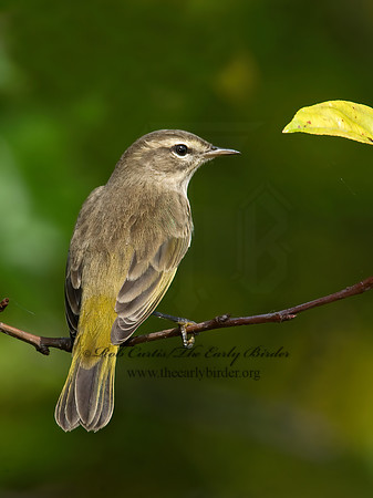 Setophaga palmarum  PALM WARBLER 8018043z
