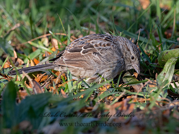 Peucaea cassinii  CASSIN'S SPARROW 3027648