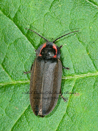 Ellychnia corrusca  WINTER FIREFLY 3014291z
