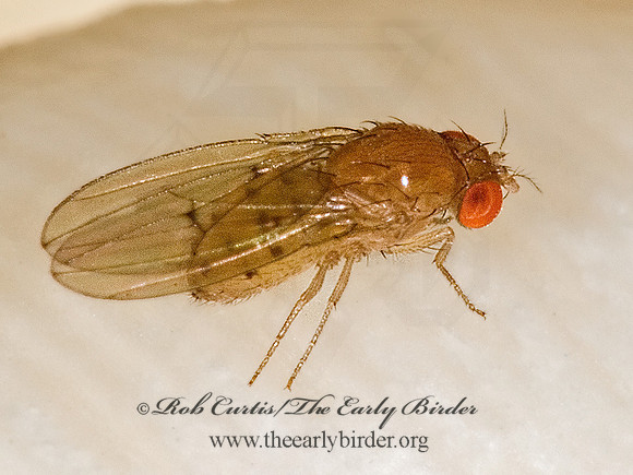 Drosophila quinaria gourp VINEGAR FLY 6011486z