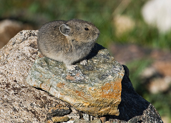 Ochotona princeps  AMERICAN PIKA 7010642z