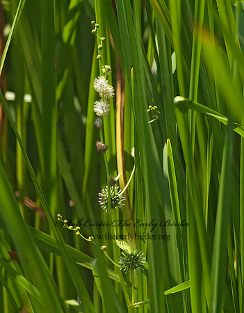 Sparganium eurycarpum  GIANT BUR-REED 8026164z
