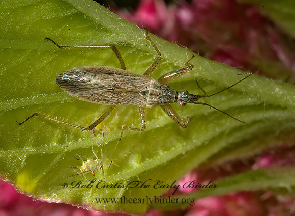 Nabis americoferus  DAMSEL BUG 5015703z