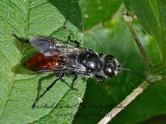 Astata~ 3022680z