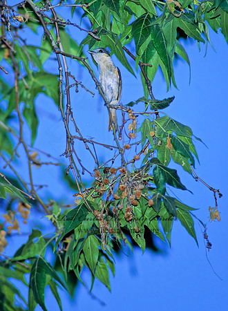 Pachyramphus aglaiae  ROSE-THROATED BECARD 94323z