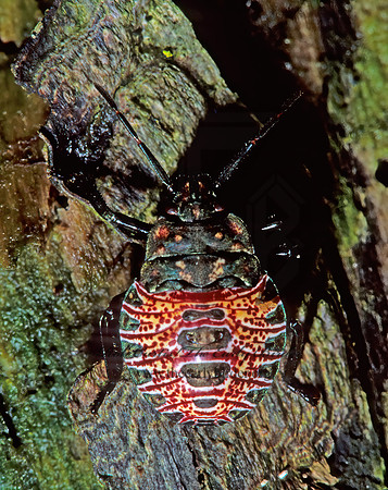 Apoecilus 206702z