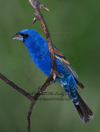 Guiraca caerulea  BLUE GROSBEAK 7006639z