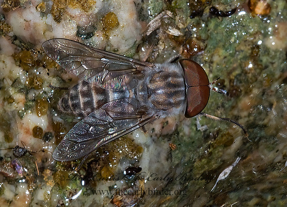 Tabanini  HORSE FLY 6026151z