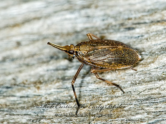 Scolops sulcipes 5000027 z