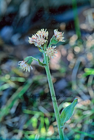 Petasites frigidus  FRIGID COLTSFOOT 242528z
