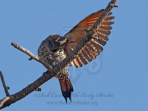 Colaptes auratus cafer  RED-SHAFTED FLICKER 3036646z