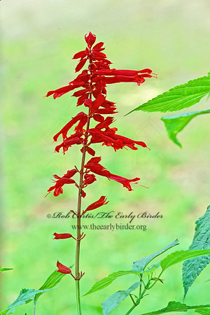 Lobelia cardinalis  CARDINAL FLOWER 185024z