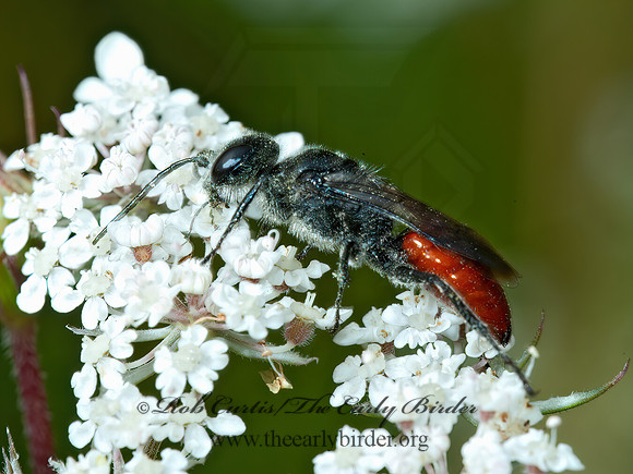 Astata 5001266z