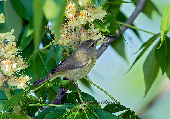 Leiothlypis celata  ORANGE-CROWNED WARBLER 4000946z