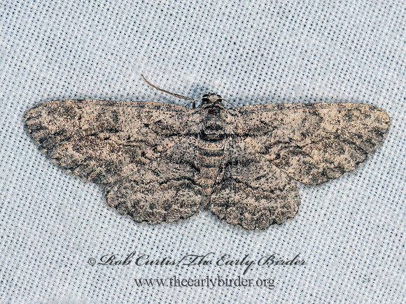 Anavitrinella pampinaria COMMON GRAY 9083473z