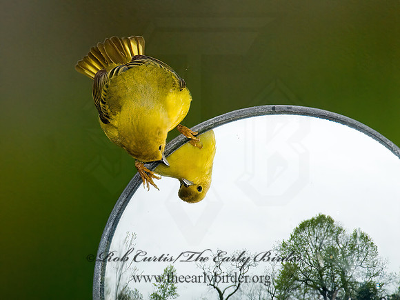 Setophaga petechia  YELLOW WARBLER 6005086z