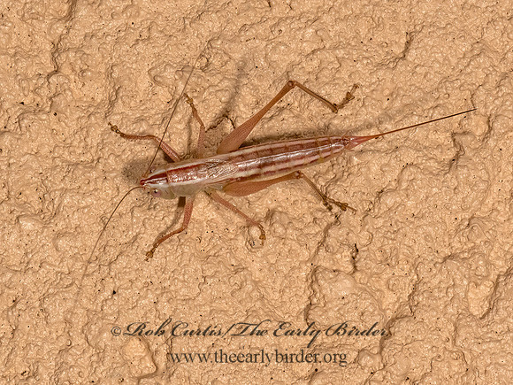 Conocephalus saltans  PRAIRIE MEADOW KATYDID 3023208z
