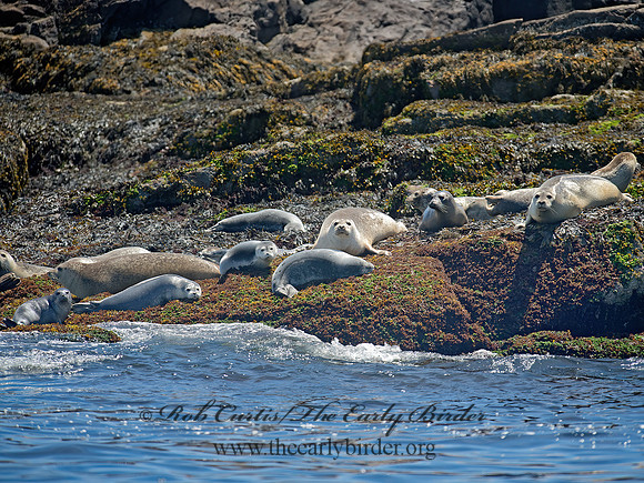 Phoca vitulina  HARBOR SEAL 9032123z