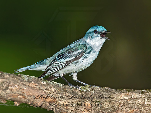 Setophaga cerulea  CERULEAN WARBLER 9023096z