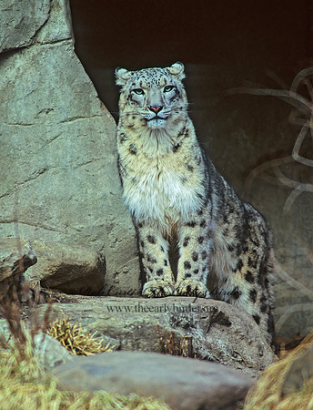 Uncia uncia  SNOW LEOPARD 118831z