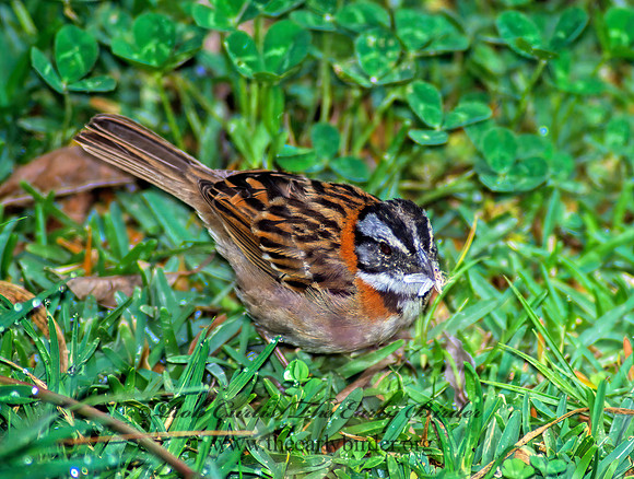Zonotrichia capensis  RUFOUS-COLLARED SPARROW 205535z