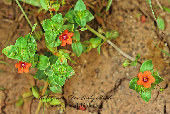 Anagallis arvensis  SCARLET PIMPERNIL 87129z