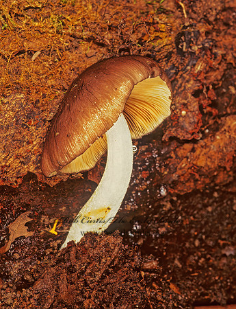 Russula 200023z
