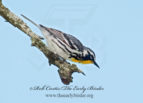 Setophaga dominica  YELLOW-THROATED WARBLER 8022690z