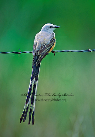 Tyrannus forficatus SCISSOR-TAILED FLYCATCHER 68421z