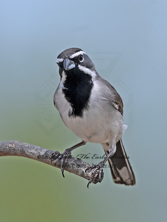 Amphispiza bilineata  BLACK-THROATED SPARROW 3033440z