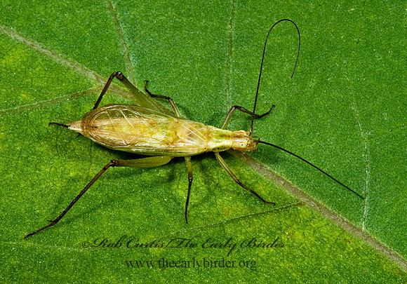 Oecanthus forbesi  FORBE'S TREE CRICKET 5001480z