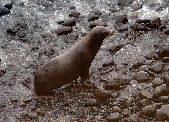Zalophus californianus  CALIFORNIA SEA LION 8019572z