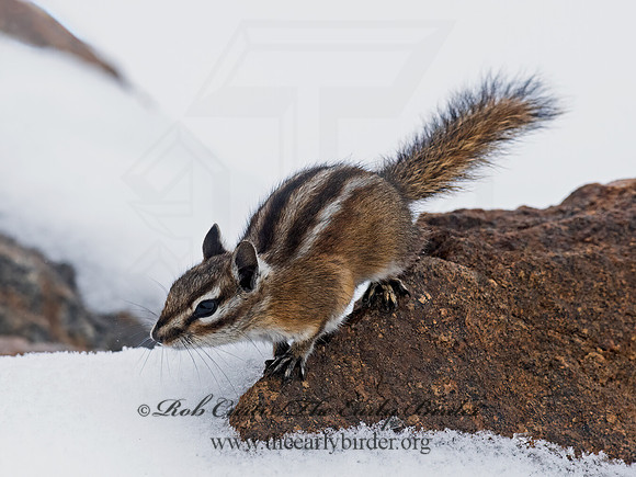 Neotamias minimus  LEAST CHIPMUNK 6037123z