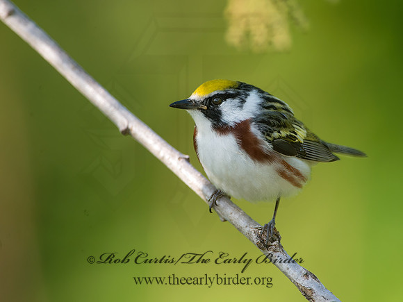 Setophaga pennsylvanica  CHESTNUT-SIDED WARBLER 9038786z