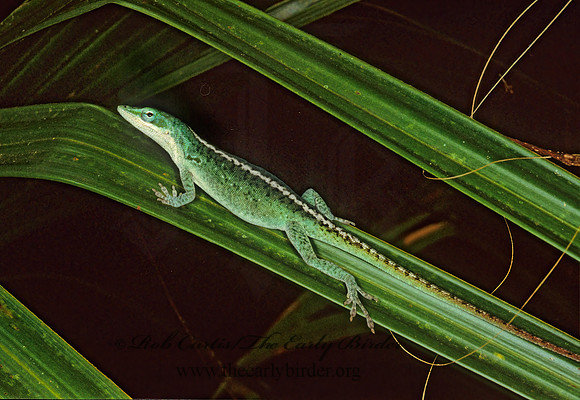 Anolis carolinensis  GREEN ANOLE 246607z