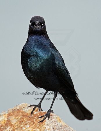 Euphagus cyanocephalus  BREWER'S BLACKBIRD 8020056z