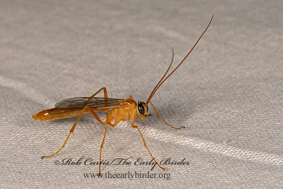 Netelia  PHYTODIETINI ICHNEUMON 3028615z