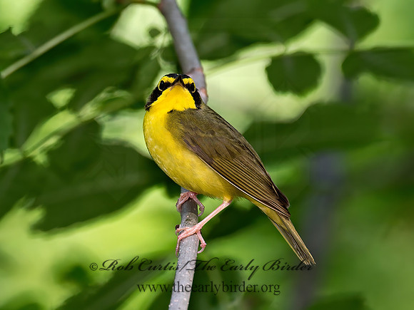 Geothlypis formosa  KENTUCKY WARBLER 9023177 z