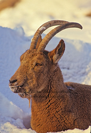 Capra ibex sibirica  SIBERIAN IBEX 118726z