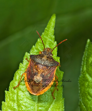 Dendrocoris humeralis 5010391z