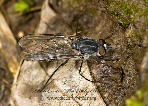 Pandivirilia  STILETTO FLY 8014711z