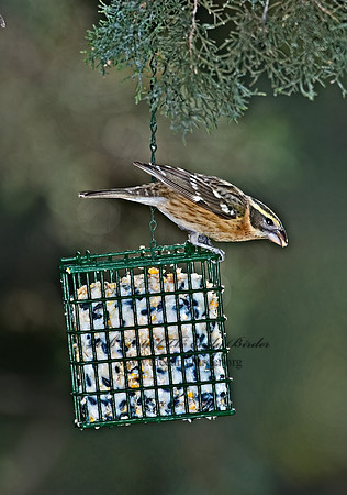 Pheucticus melanocephalus  BLACK HEADED GROSBEAK 5006149z