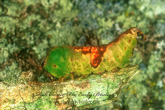 Furcula PROMINENT MOTH 277717z