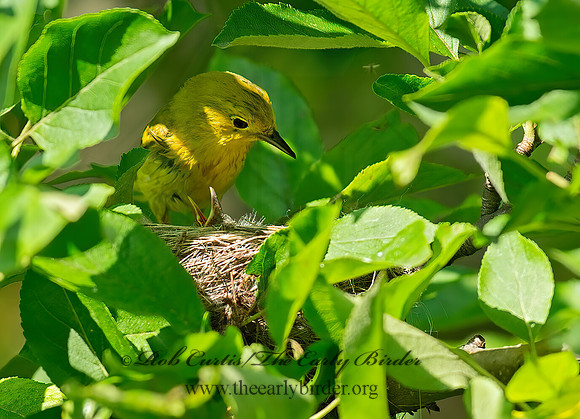 Setophaga petechia  YELLOW WARBLER 9013063z