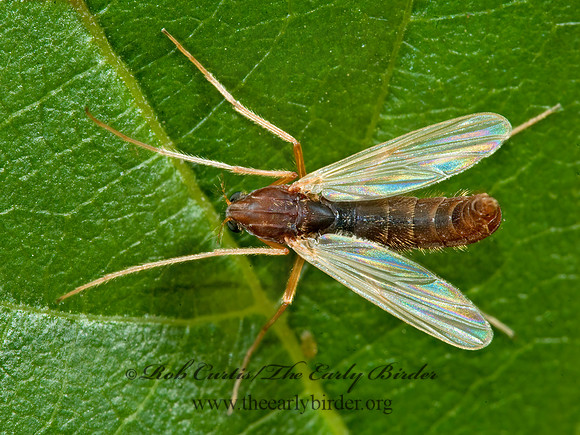 Hyporhygma quadripunctatum  CHIRONOMINI MIDGE 5011797 grp~z