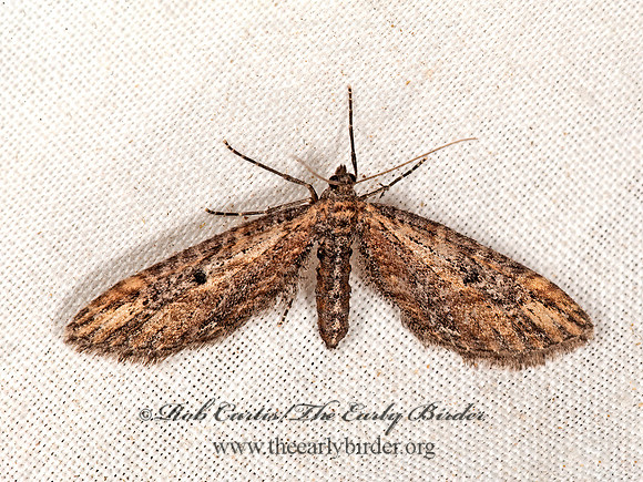 Eupithecia subapicata PUG MOTH 8036411z