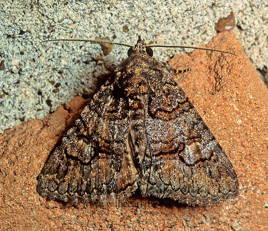 Heteranassa mima OMOPTERINI EREBID MOTH 54126 z