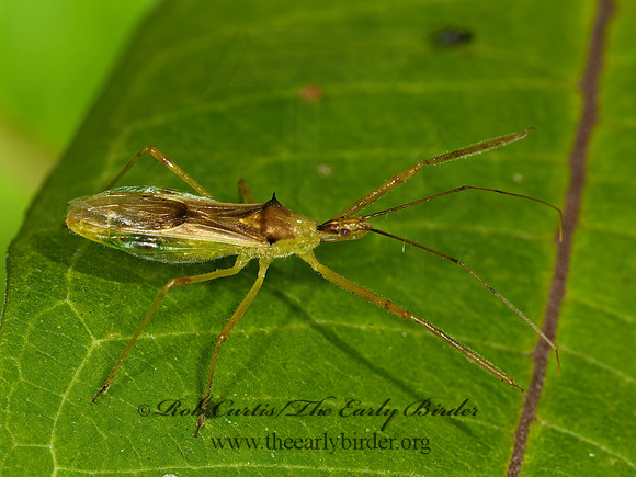 Zelus luridus 3002782z