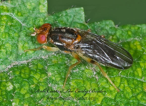 Chyliza notata  RUST FLY 6011187z