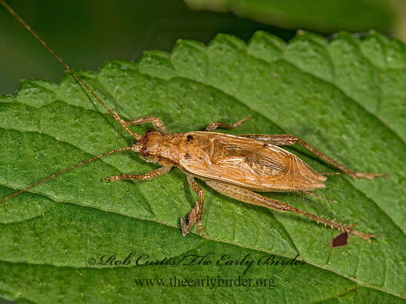 Orocharis saltator  JUMPING BUSH CRICKET 9024480z
